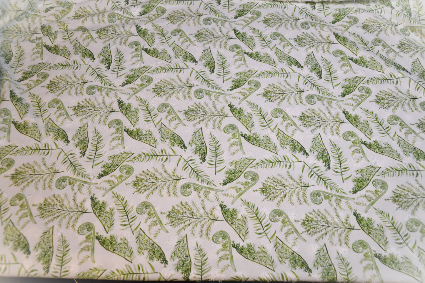 Fern