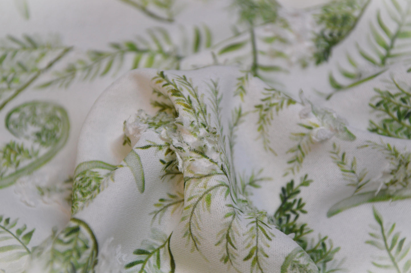 Fern